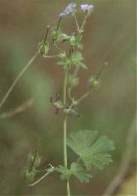 Image of Geranium pusillum
