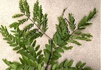 Image of Gleditsia triacanthos