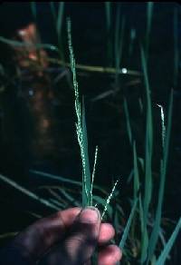 Image of Glyceria borealis
