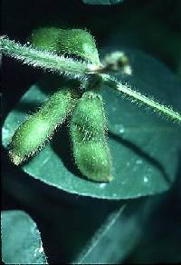 Image of Glycine max