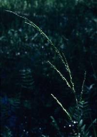 Image of Glyceria septentrionalis