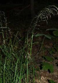 Image of Glyceria striata