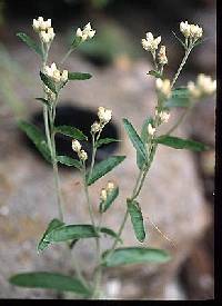 Image of Pseudognaphalium saxicola
