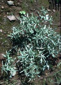 Gnaphalium uliginosum image