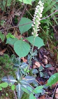Goodyera pubescens image