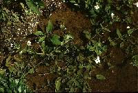 Gratiola neglecta image