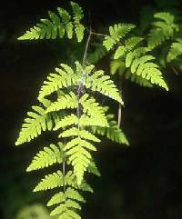 Image of Gymnocarpium jessoense