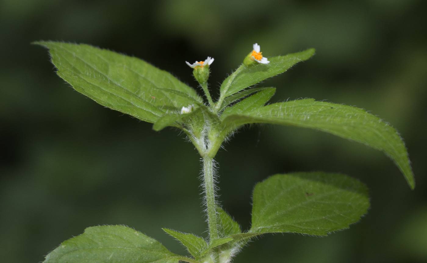 Galinsoga quadriradiata image
