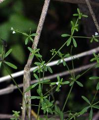 Galium trifidum image