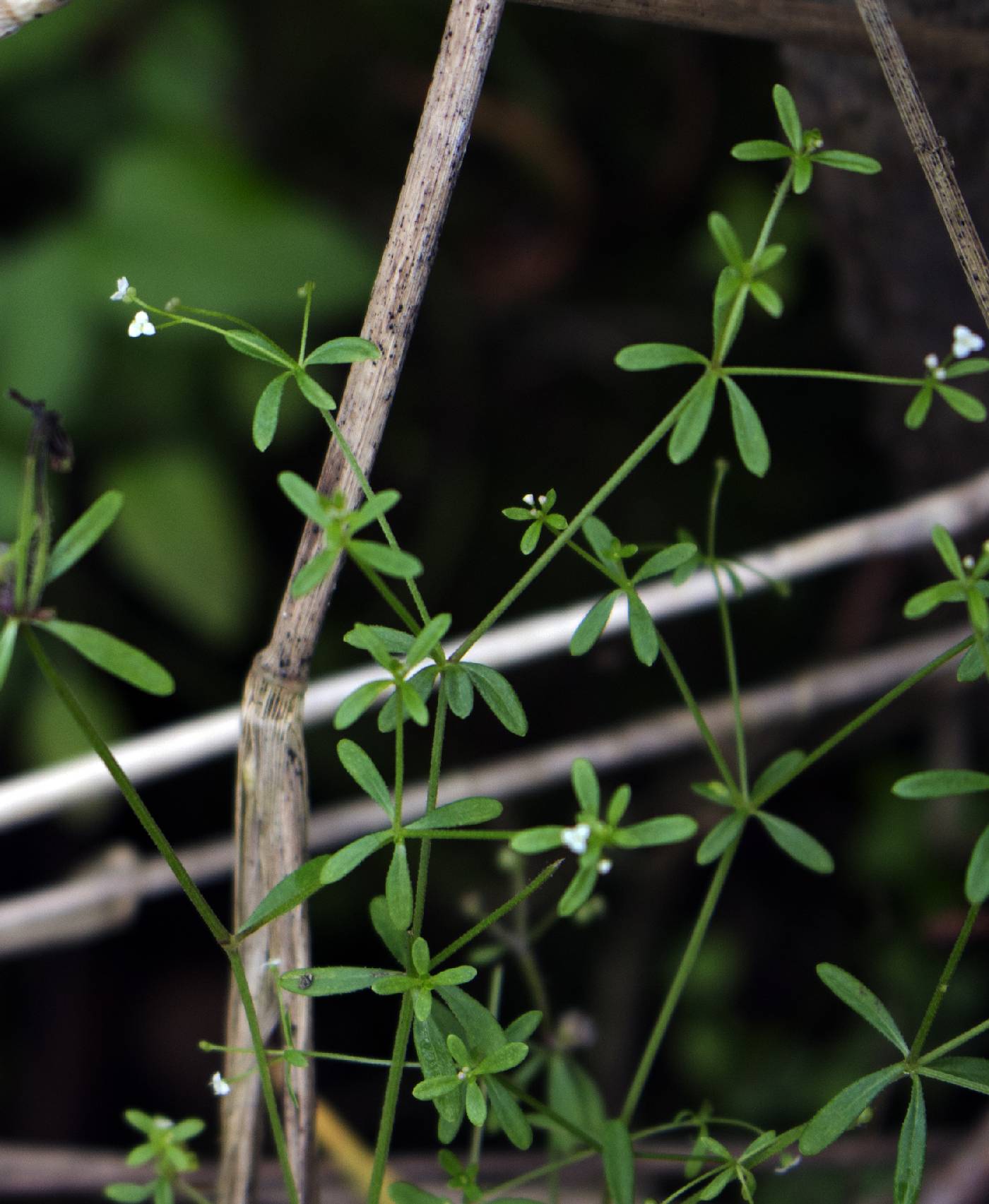 Galium trifidum image