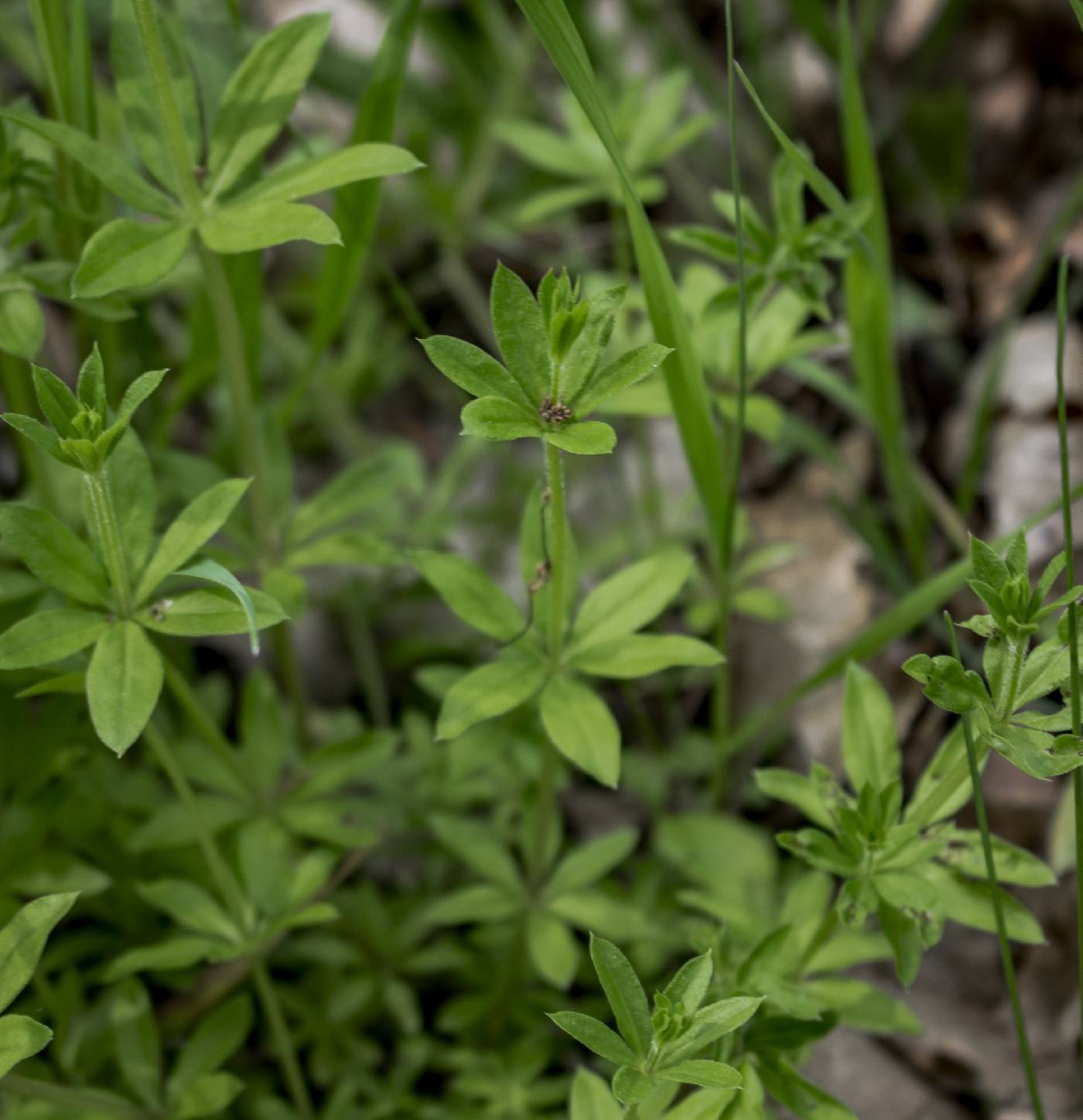 Galium triflorum image
