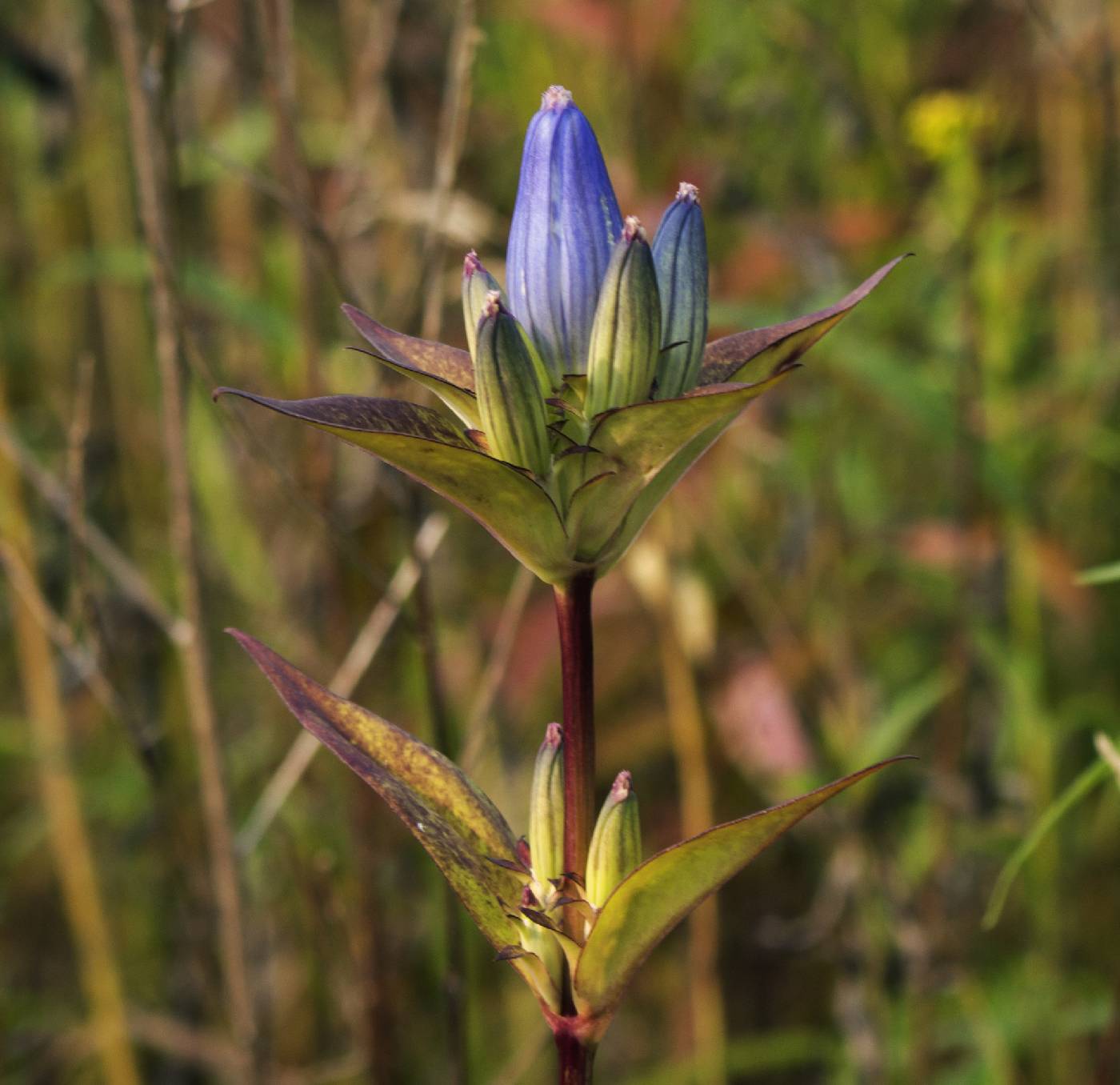 Gentiana andrewsii image