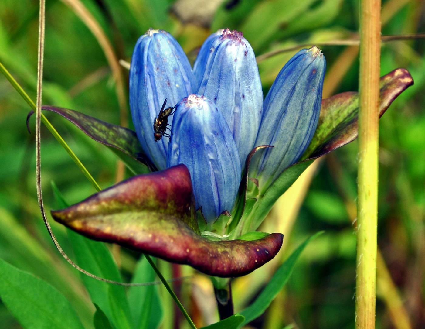 Gentiana andrewsii image