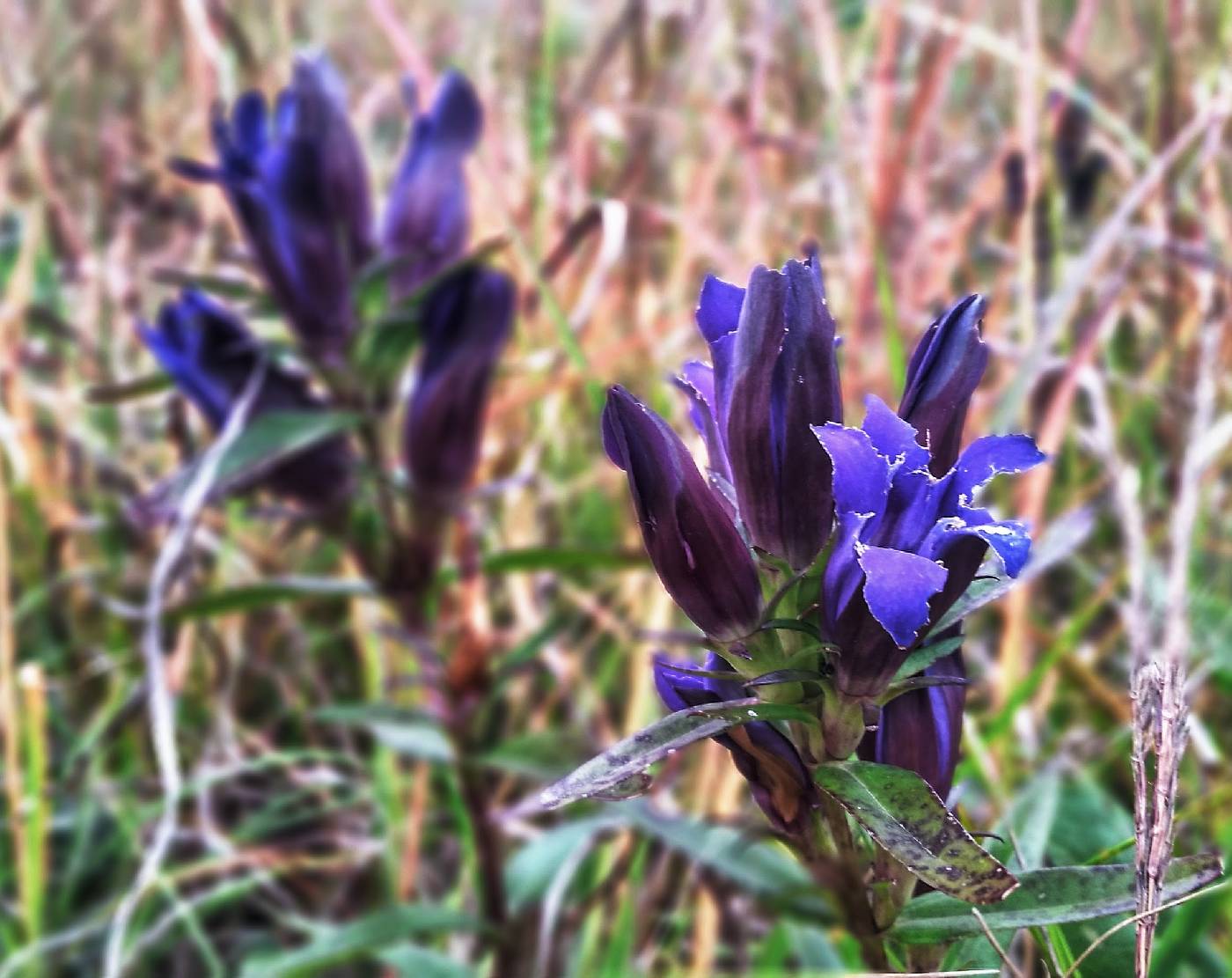 Gentiana puberulenta image