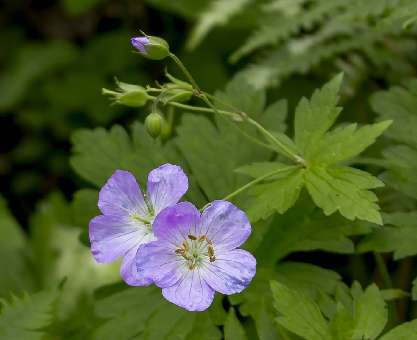 Geranium maculatum image