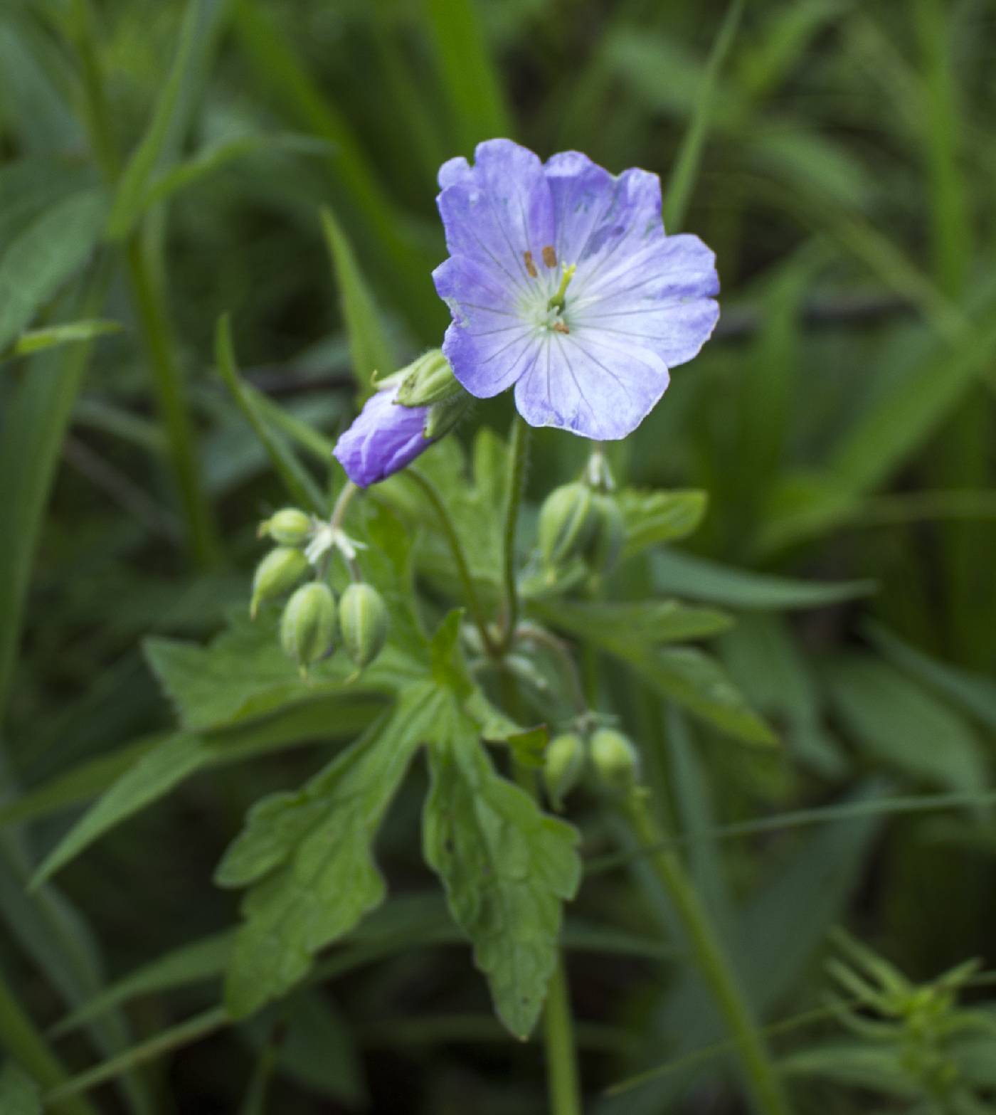 Geranium maculatum image