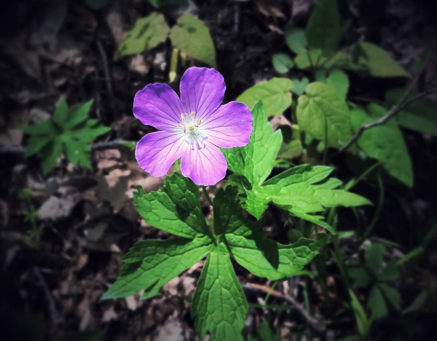 Geranium maculatum image