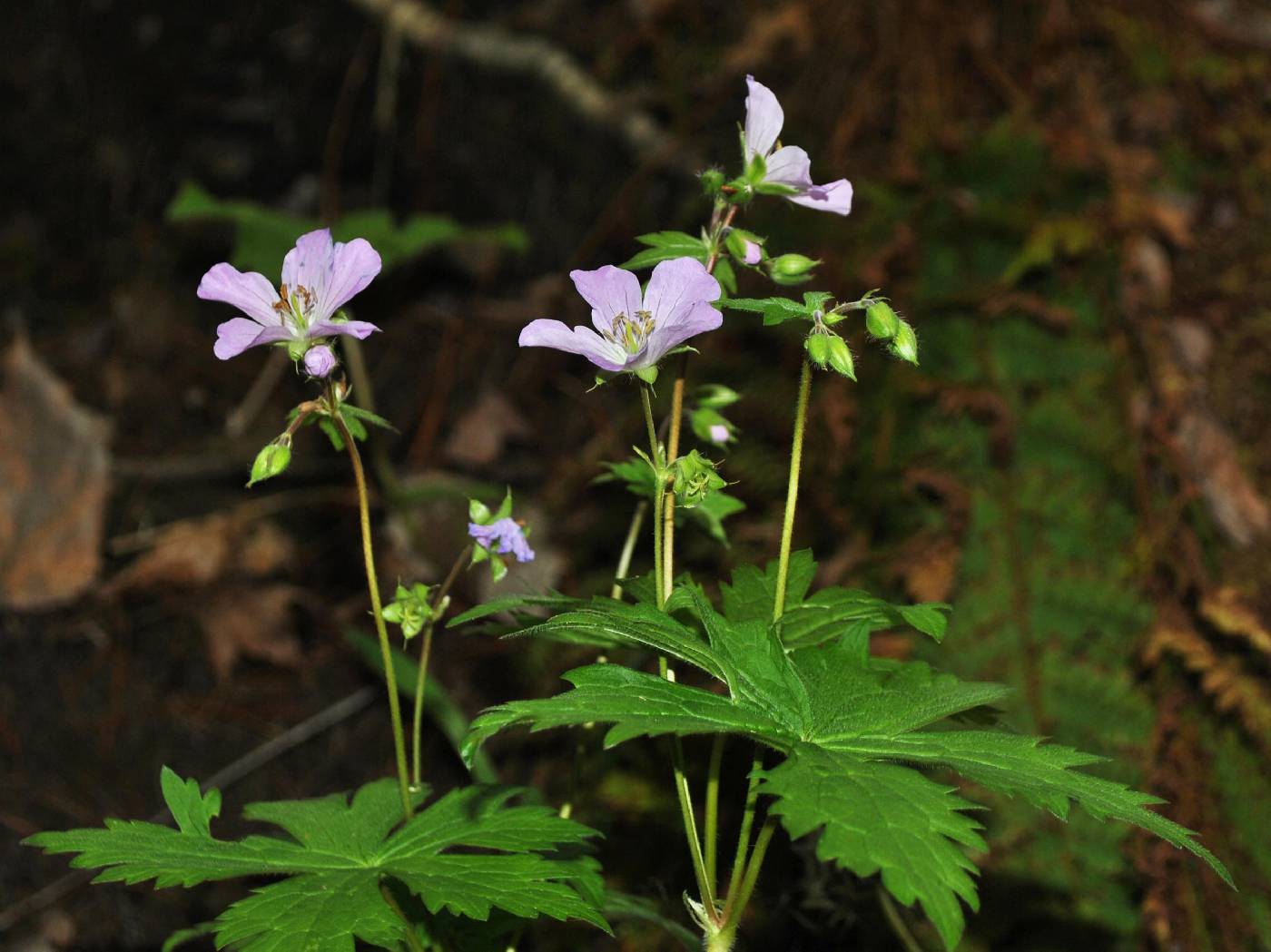 Geranium maculatum image
