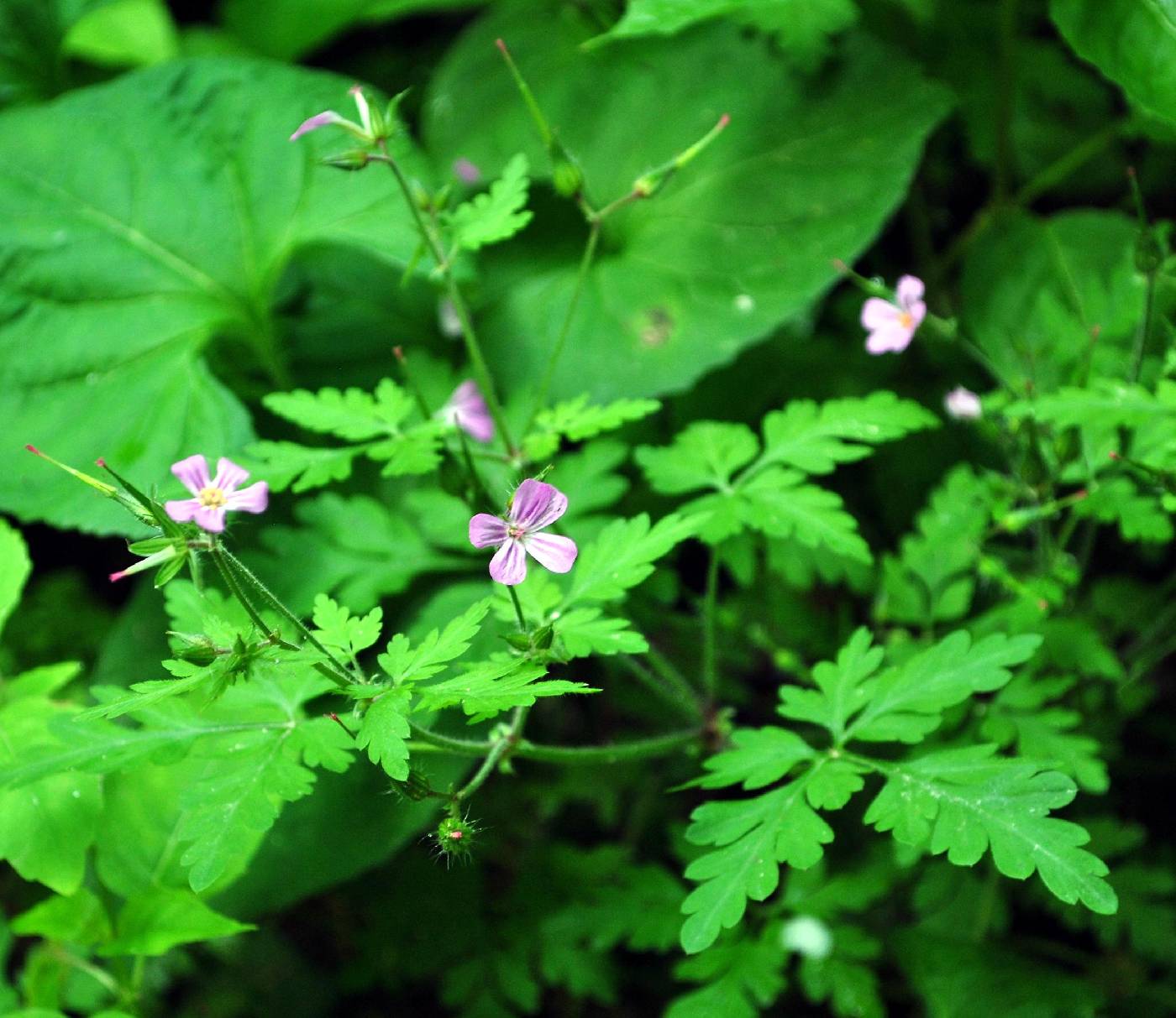 Geranium robertianum image