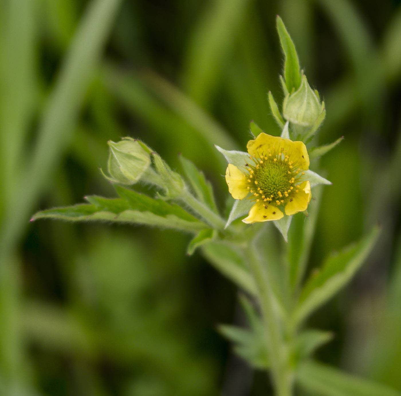 Geum aleppicum image