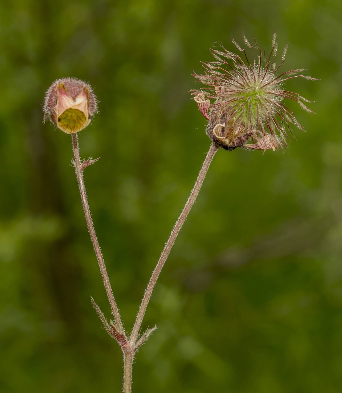 Geum rivale image