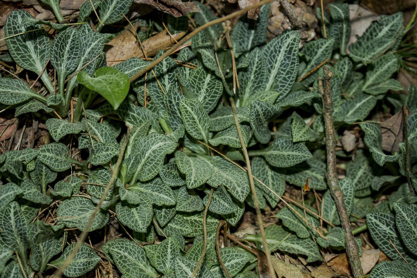 Goodyera pubescens image