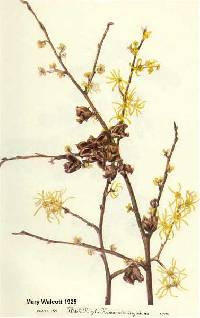 Image of Hamamelis virginiana
