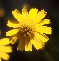 Helenium amarum var. amarum image