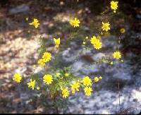 Image of Helenium amarum
