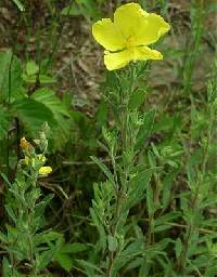 Crocanthemum bicknellii image