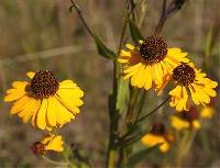 Image of Helenium flexuosum