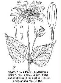 Heliopsis helianthoides var. scabra image