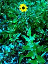 Helianthus mollis image