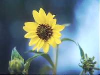 Helianthus petiolaris image