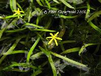 Heteranthera dubia image