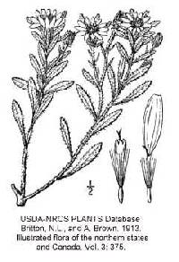 Image of Heterotheca villosa var. minor