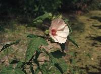Hibiscus laevis image