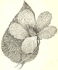 Hibiscus moscheutos image