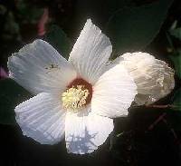 Hibiscus moscheutos image