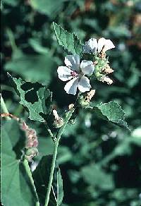 Image of Hibiscus moscheutos