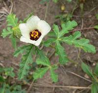 Hibiscus trionum image