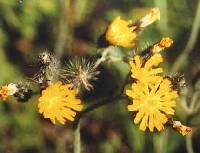 Hieracium caespitosum image