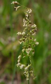 Anthoxanthum hirtum subsp. arcticum image