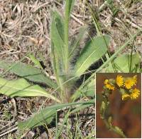 Image of Hieracium longipilum