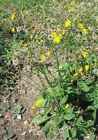 Image of Hieracium murorum