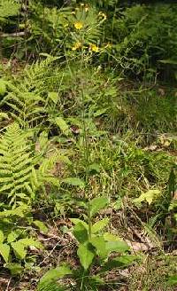 Image of Hieracium scabrum