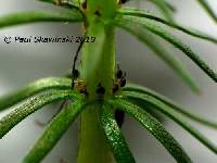 Hippuris vulgaris image