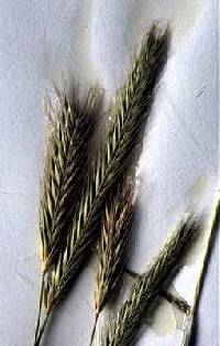 Image of Hordeum pusillum