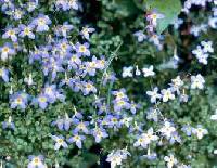 Image of Houstonia caerulea