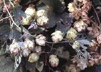 Humulus lupulus image